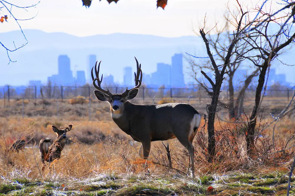 Rocky Mountain Arsenal National Wildlife Refuge
